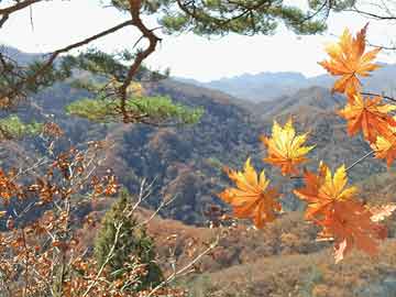 神算六肖6码(最精准)